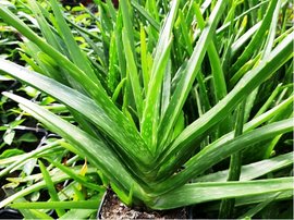 Aloe Vera