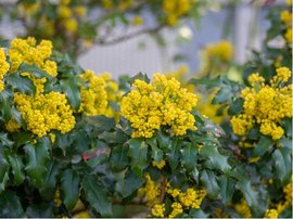 Mahnie cesmnolist - Mahonia aquifolium - balen