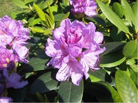 Rhododendron CATAWBIENSE GRANDIFLORUM - lila