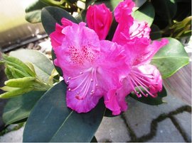 Rhododendron STERNZAUBER - rov