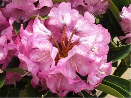 Rhododendron KALINKA - rov