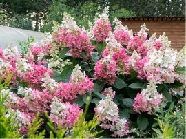 Hortenzie latnat - Hydrangea paniculata VANILLE FRAISE, C 2,5 l