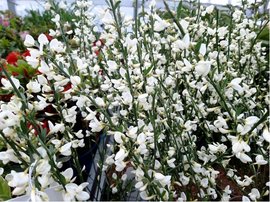 ilimnk - Cytisus WHITE LION - bl