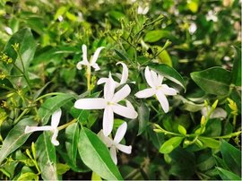 Jasmn azorsk - Jasminum azoricum