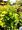 Tavola kalinolist - Physocarpus op. AUREA, C 2 l