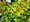 Tavolnk japonsk - Spiraea japonica GOLDEN PRINCESS, C 1 l