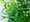 Salix viminalis - Vrba koksk