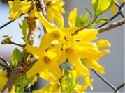 Zlatice prostedn - Forsythia interm. GOLDZAUBER