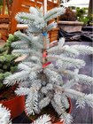 Smrk pichlav - Picea pungens HOOPSII, C 5 l