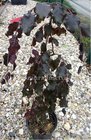 Buk lesn - Fagus sylvatica PURPLE FOUNTAIN, C 7,5 l