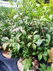 Brslen kdlat - Euonymus alatus COMPACTUS, C 2,5 l