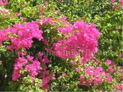 Bougainvillea MRS BUTT - rov