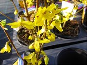 Zlatice - Forsythia intermedia GOLDRAUSCH