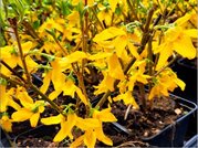 Zlatice - Forsythia intermedia LYNWOOD GOLD, C 1 l