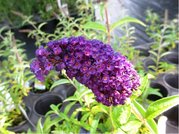 Buddleja davidii BLACK KNIGHT - fialov