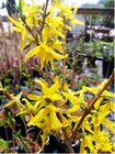 Zlatice prostedn - Forsythia interm. MINIGOLD, C 2 l