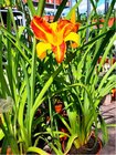 Denivka - Hemerocallis FRANS HALS - lutoerven