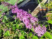 Buddleja davidii PINK DELIGHT - rov, C 2 l