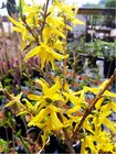 Zlatice prostedn - Forsythia intermedia MINIGOLD, C 1 L