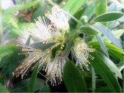 ttkovec bl - Callistemon bianco