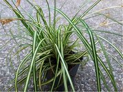 Ostice - Carex oshimensis EVERGOLD