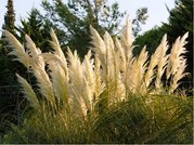 Pampov trva - Cortaderia sell. PUMILA - bl