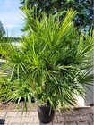 umara nzk - Chamaerops humilis, P35