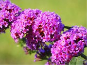 Buddleja davidii BORDER BEAUTY - rovofialov