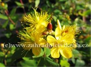 Tezalka nevonn - Hypericum inodorum