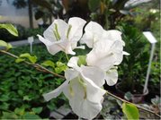 Bougainvillea - bl