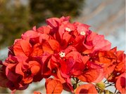 Bougainvillea - oranov - s dvojitm kvtem