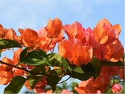 Bougainvillea - oranov